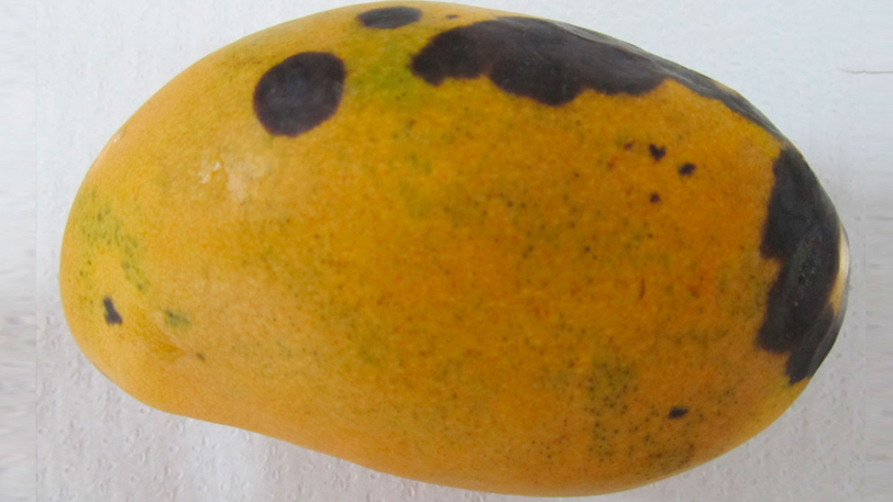 bea mango antracn.png